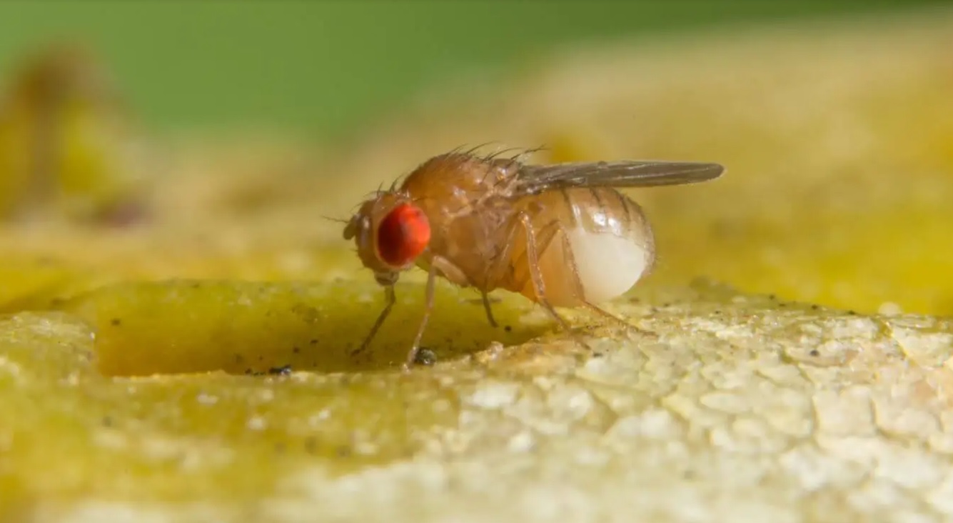 'Drosophila melanogaster', o mosca de la fruta, es un modelo muy utilizado en investigación biomédica. 